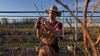Male gardener working in a blueberries organic farm.