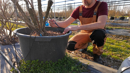 Male gardener working in a blueberries organic farm.