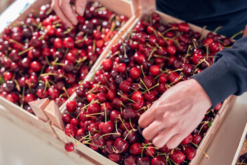 Farmer working and arranging freshly picked cherries in wooden crates.