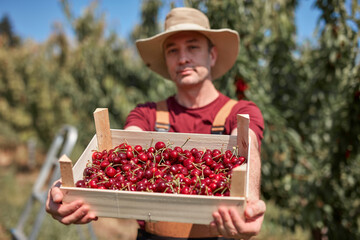 Farmer picking fresh red cherries on a farm.