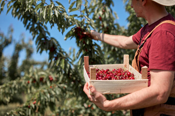 Farmer picking fresh red cherries on a farm.
