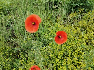 red poppy in the grass