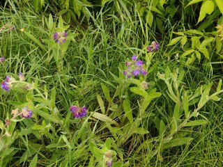 Fototapeta premium a beautiful shot of purple flowers growing in the garde