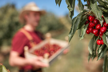 Farmer picking fresh red cherries on a farm.