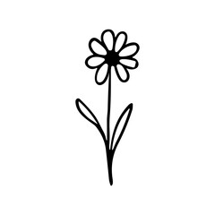 Simple Handdrawn Outline Daisy Flower Blossom Plant Illustration
