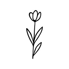 Minimalist Handdrawn Single Line Tulip Flower Botanical Floral Illustration