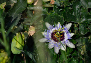 Beautiful passion flower (Passiflora) in full bloom under the bright Cyprus sun. Exotic floral details captured in natural light.