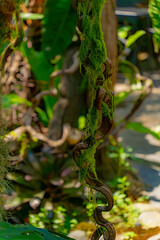 Natural unique decor.

The design is made of artificial and natural materials. A coffee shop in Nha Trang, Vietnam in a natural style.  