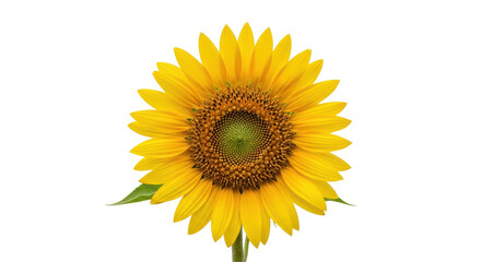 Fototapeta premium Isolated Vibrant Yellow Sunflower Blossom with Green Leaves
