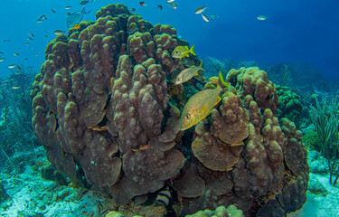 Underwater coral reef in the red sea
