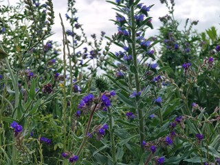 Naklejka premium a closeup shot of a beautiful purple flowers in the field