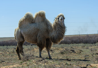A dromedary camel standing alone in the wide open steppe under a clear sky.