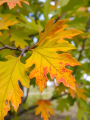 Fototapeta premium Green and autumn-colored pin oak leaves (Quercus palustris)