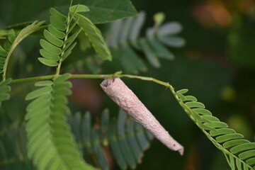 A cone-shaped caterpillar with a unique tapered body, often found on leaves or twigs, displaying distinctive markings and colors.