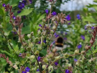 a vertical shot of the bee on the purple flower in the garden