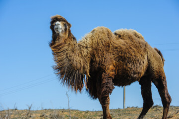 Portrait of a camel with expressive eyes and thick fur.
