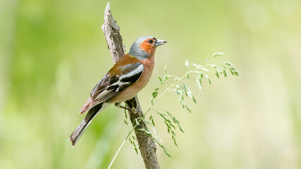 Fototapeta premium red backed shrike