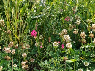 beautiful flowers in the garden