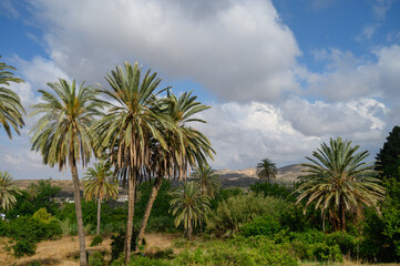 Scenic alley of tall date palms against a backdrop of blue sky and distant mountains in Lefke, Northern Cyprus.