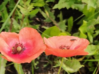 red poppy in the garden