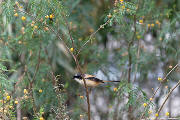 Long tailed shrike on the branch