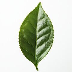 Single green leaf with serrated edges and visible veins is isolated on white background, showcasing its natural texture and vibrant color