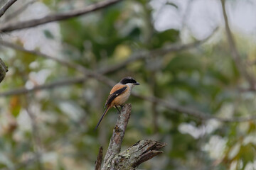 Long tailed shrike on the branch
