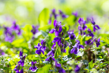 Spring flowers. Violet violets flowers bloom in the spring forest. Viola odorata.