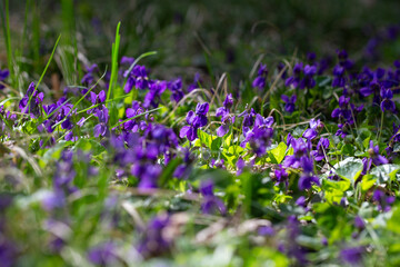 Wild violets bloom in a spring forest meadow. Viola odorata in natural sunlight.