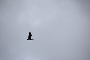 eagle flying in sky, bird wildlife