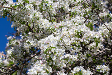 Delicate apple flowers bloom under blue skies, bringing light and joy.