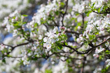 Delicate apple flowers bloom under blue skies, bringing light and joy.