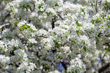 Close-up of apple blossoms in full bloom under a vivid blue sky, seasonal spring concept.