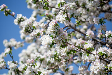 Springtime apple blossoms glowing in sunlight under bright blue sky.