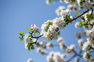 White apple blossoms in full bloom against a clear blue spring sky.