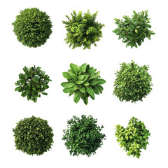 Fototapeta premium Top view of various decorative green on isolated transparent cutout PNG Background