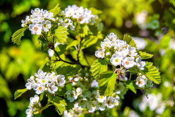 White hawthorn flowers on a green natural background