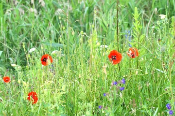 red poppies flowers in the countryside.
