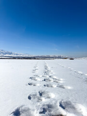 Wide snowy valley with distant mountain range in Kyrgyzstan. Bright sunlight and deep blue sky over winter fields.