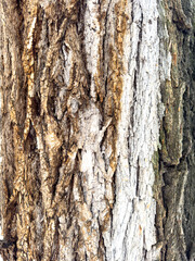 Close-up of tree bark texture with visible cracks, layers, and natural wood pattern.