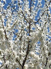 Flowering twigs floating in the calm blue atmosphere, highlighting seasonal transformation.
