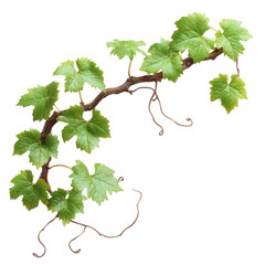 Grapevine branch with lush green leaves isolated on transparent background
