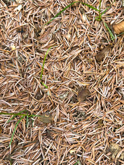 Dry fallen pine needles on forest floor