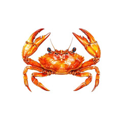 Vibrant orange crab illustration isolated on transparent background