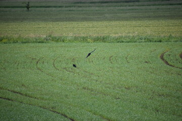 a flock of birds in the field © MARIA – Nature