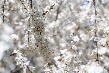 Flowering twigs floating in the calm blue atmosphere, highlighting seasonal transformation.