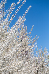 Blooming tree branches against clear blue sky. Spring, nature, freshness and calmness.