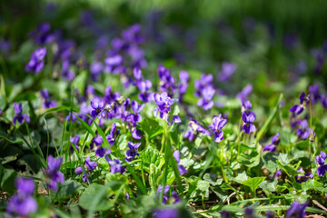 Wild violets bloom in a spring forest meadow. Viola odorata in natural sunlight.