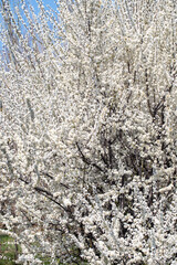 Floral branches stretching across the clear spring sky, inviting a peaceful mood.