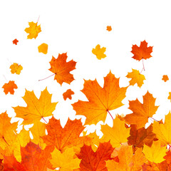 Colorful autumn maple leaves form a vibrant natural background